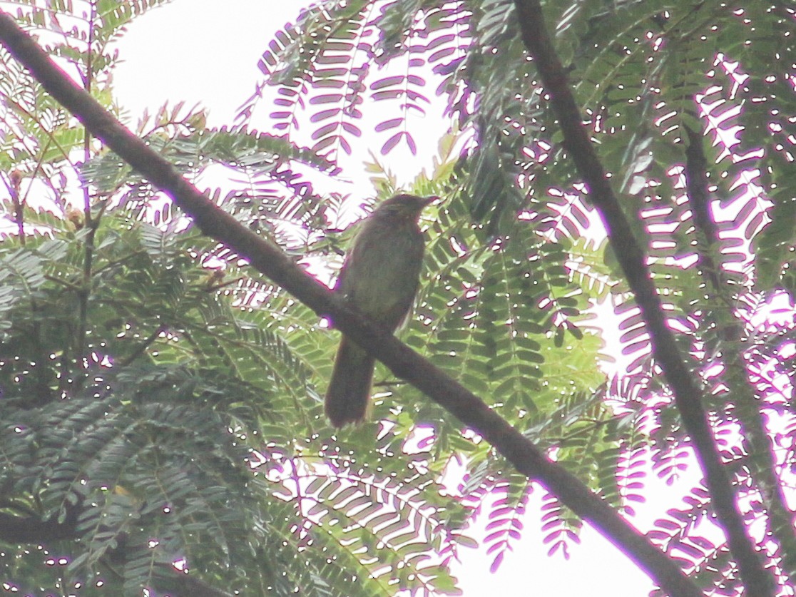 Stripe-throated Bulbul - ML620632601