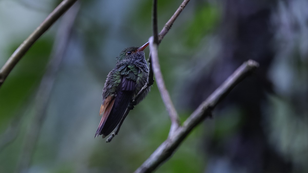 Rufous-tailed Hummingbird - ML620632608