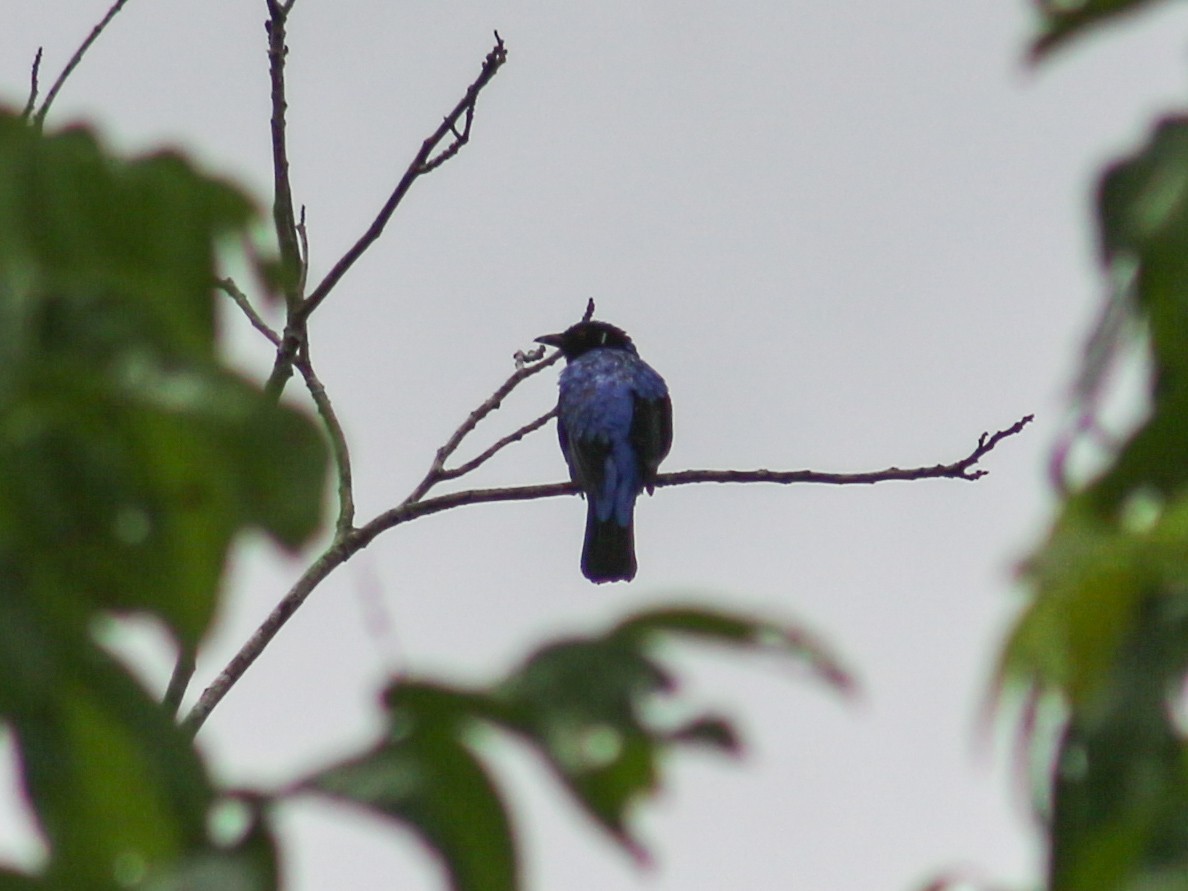 Asian Fairy-bluebird - ML620632610