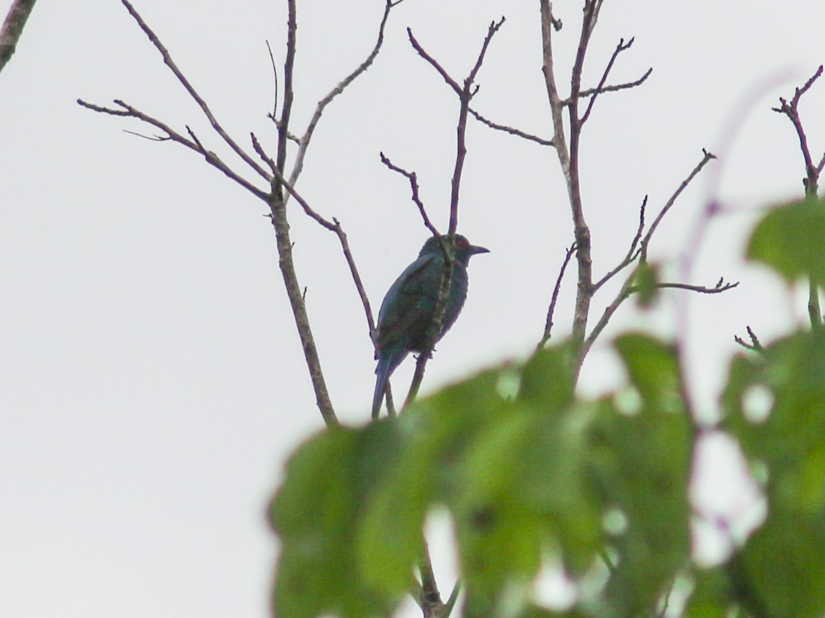 Asian Fairy-bluebird - ML620632611