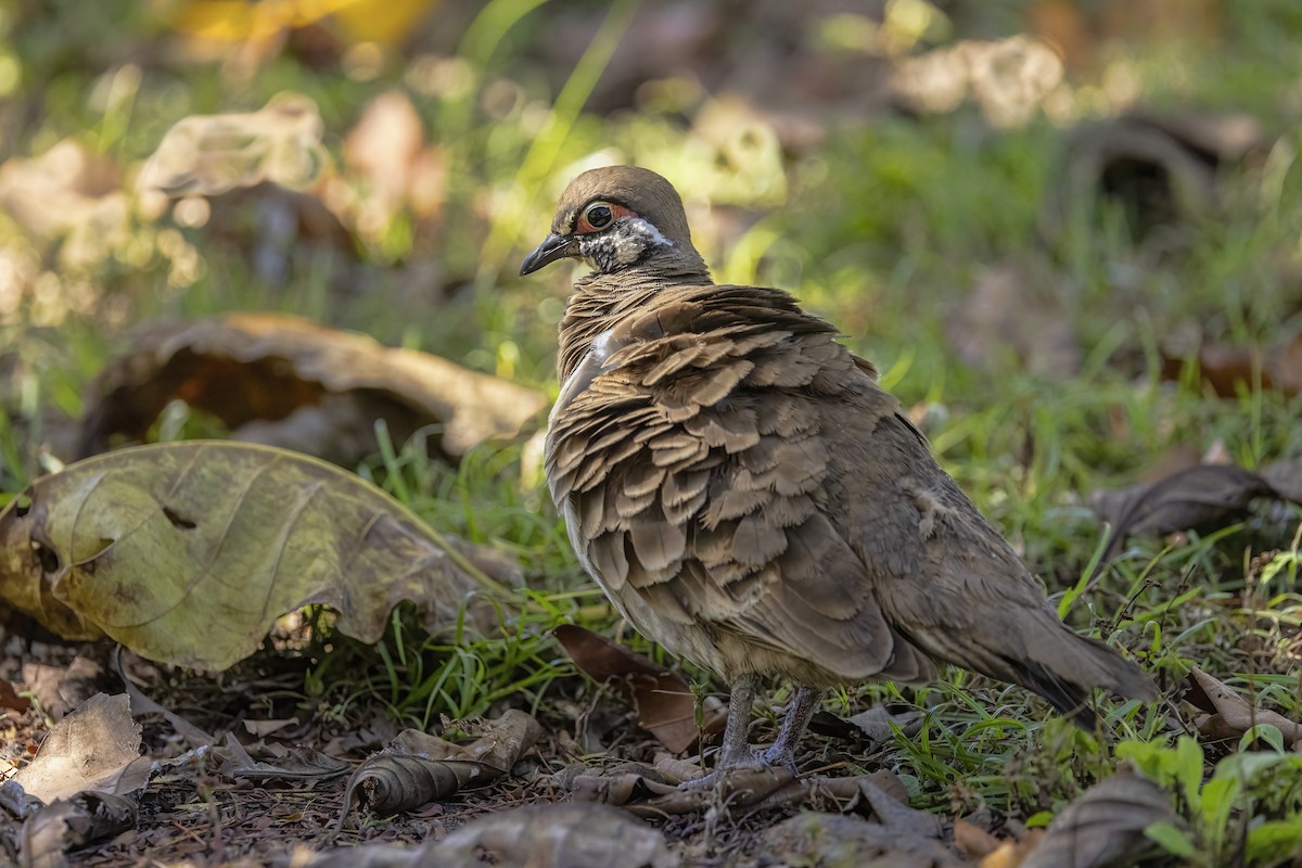 Squatter Pigeon - ML620632613