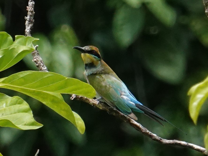 Rainbow Bee-eater - ML620632619