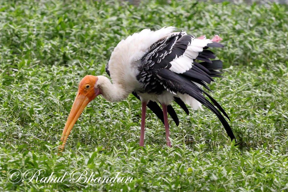 Painted Stork - ML620632626