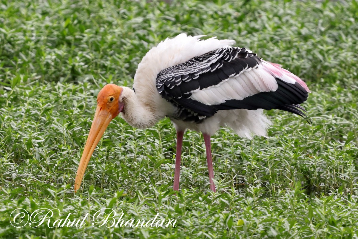 Painted Stork - ML620632628