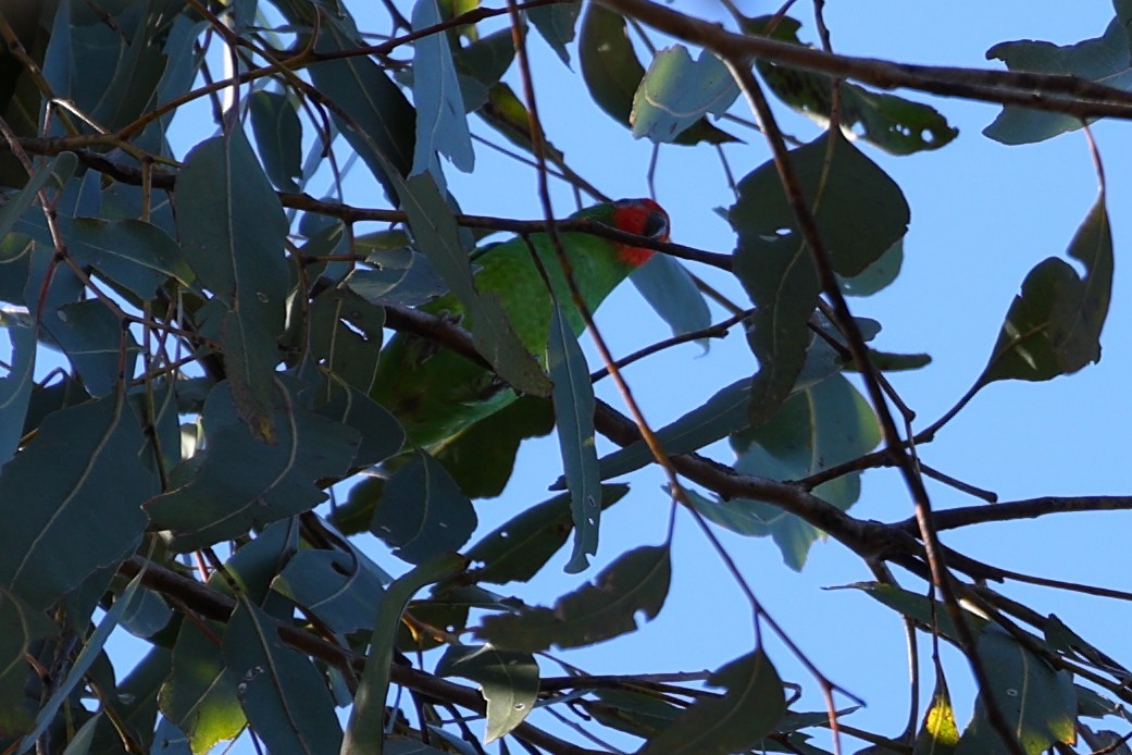 Little Lorikeet - ML620632645