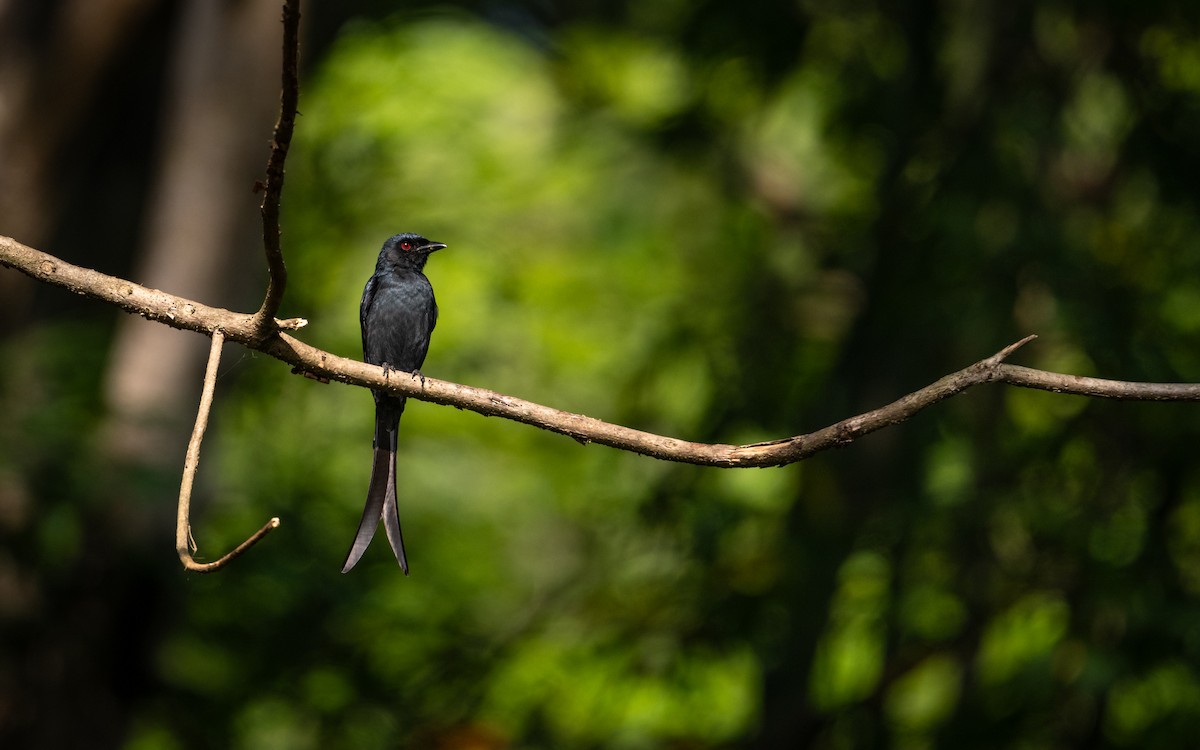 Kül Rengi Drongo - ML620632650