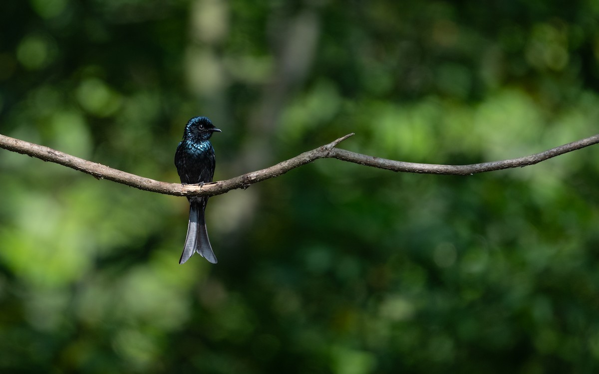 Drongo bronzé - ML620632651