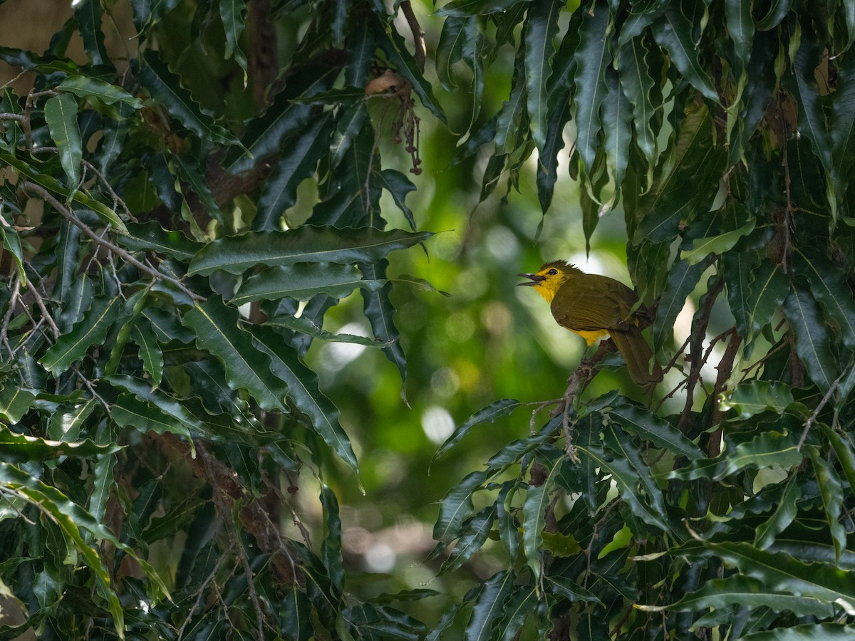 Yellow-browed Bulbul - Sharang Satish