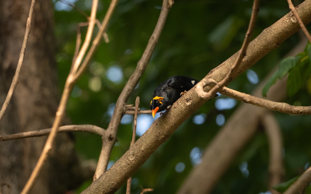 Southern Hill Myna - Sharang Satish