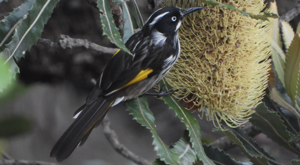 New Holland Honeyeater - Alfred McLachlan-Karr