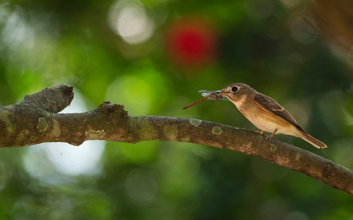 Brown-breasted Flycatcher - ML620632656