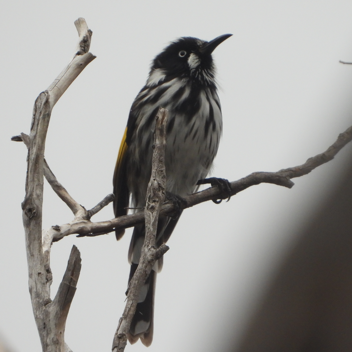 New Holland Honeyeater - ML620632657