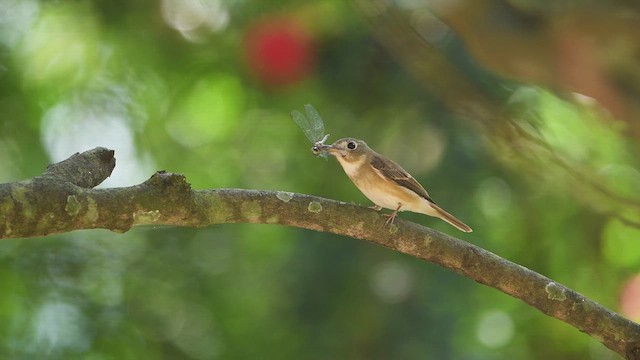 Brown-breasted Flycatcher - ML620632658