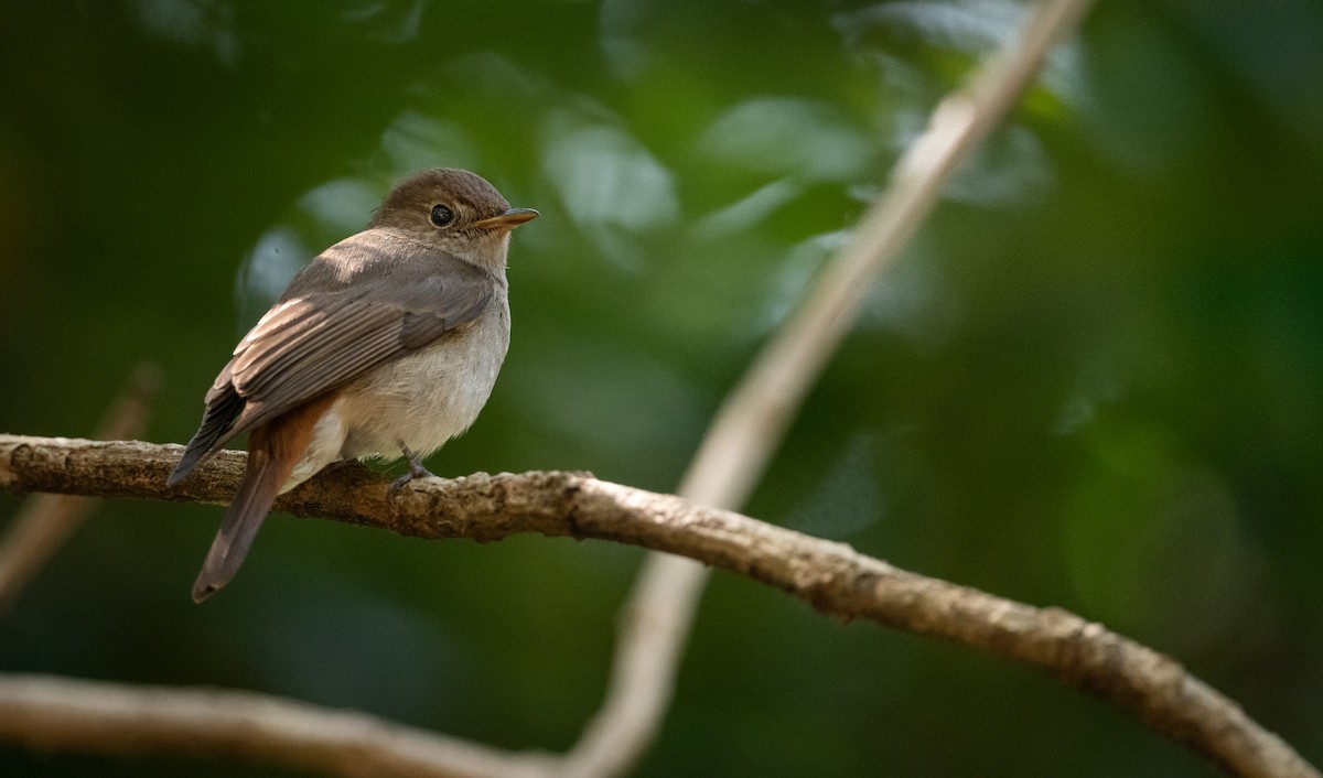 Rusty-tailed Flycatcher - ML620632659