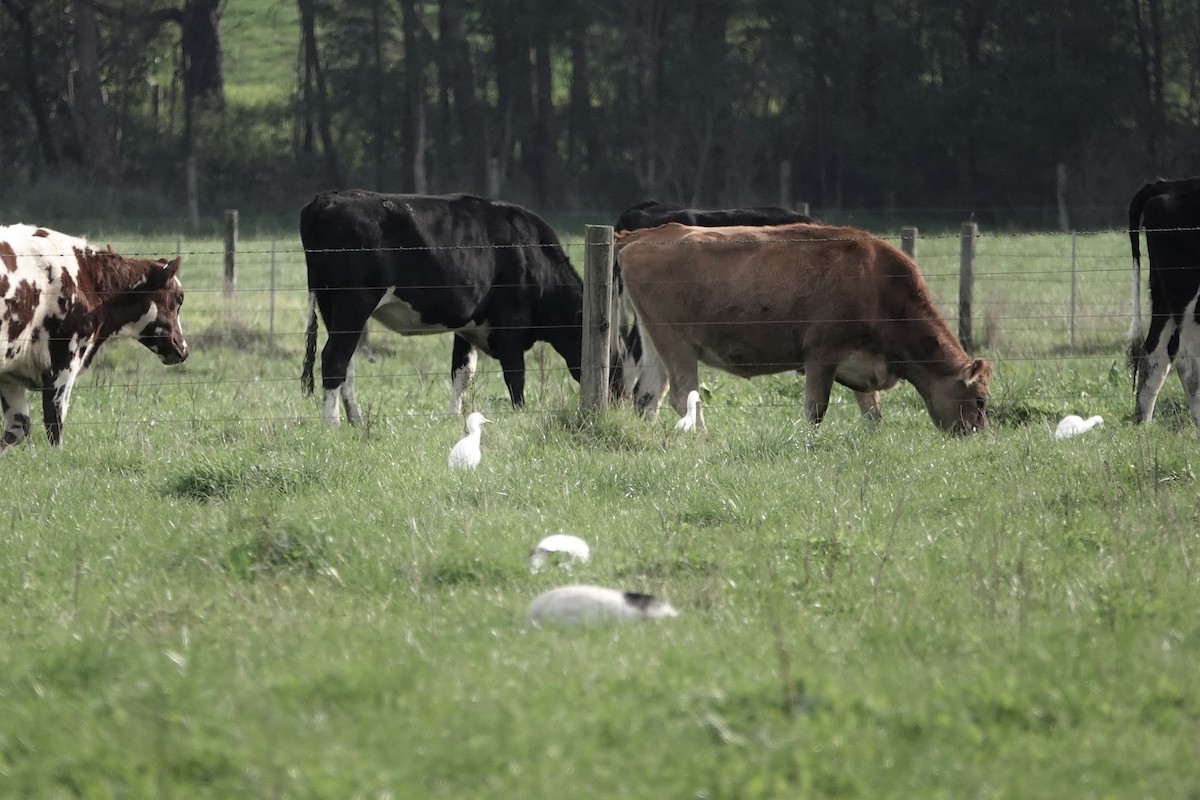 Eastern Cattle Egret - ML620632662