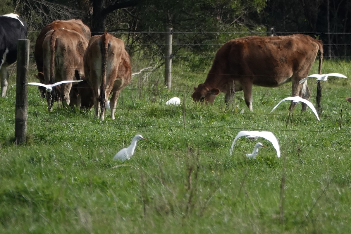 Eastern Cattle Egret - john cull