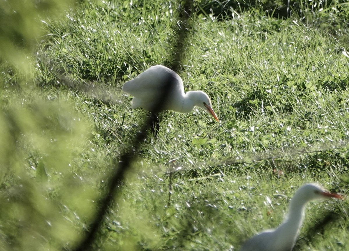 Eastern Cattle Egret - ML620632664