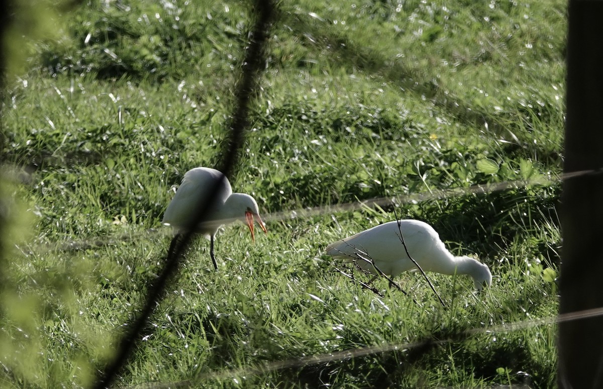 Eastern Cattle Egret - ML620632665