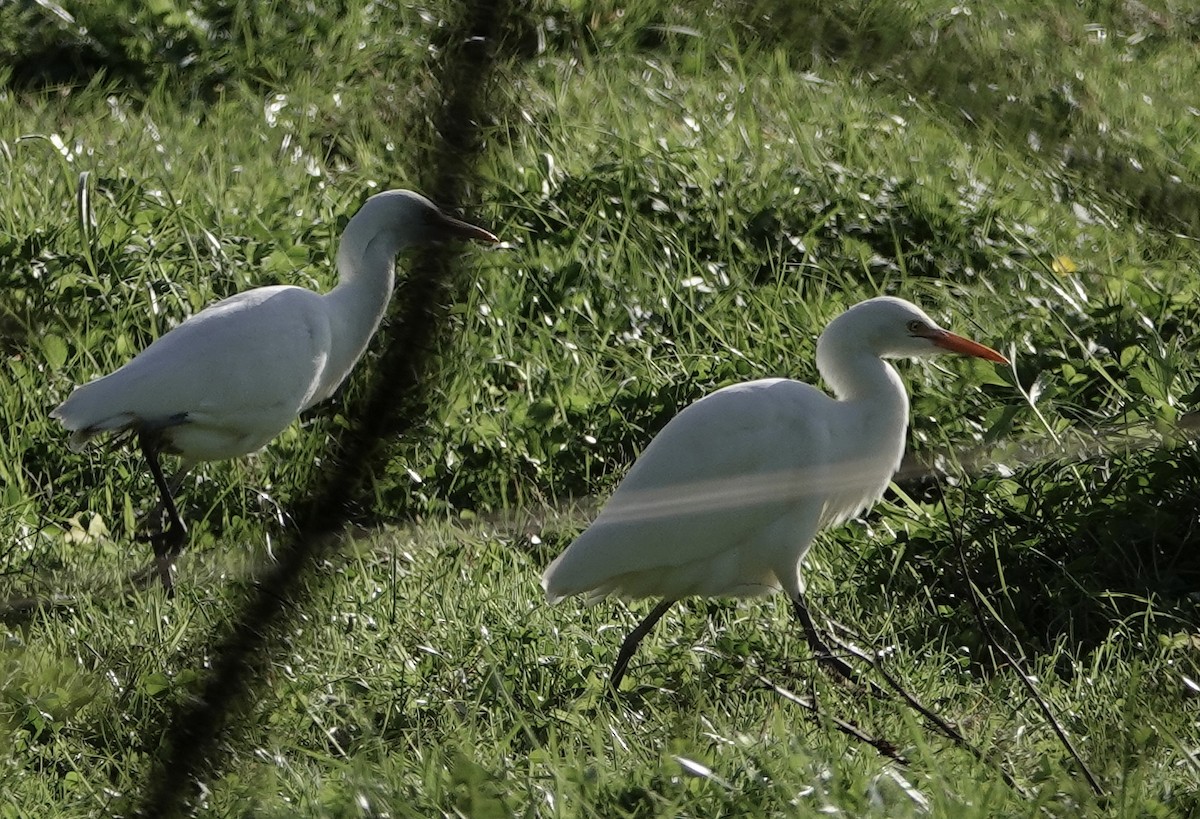 Eastern Cattle Egret - ML620632666