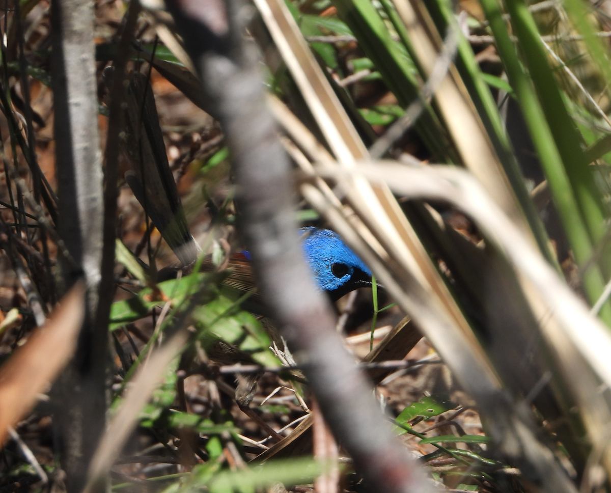 Variegated Fairywren - ML620632671