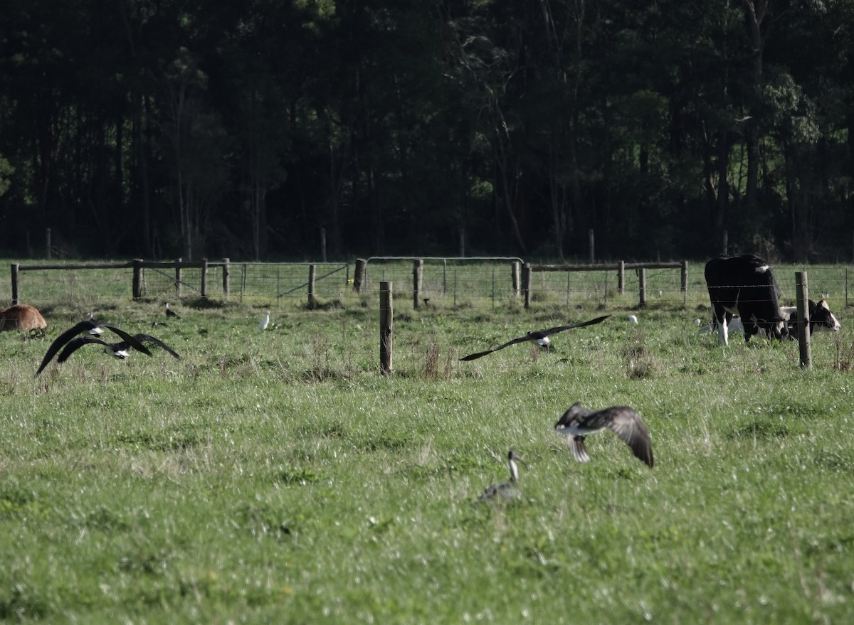 Straw-necked Ibis - john cull