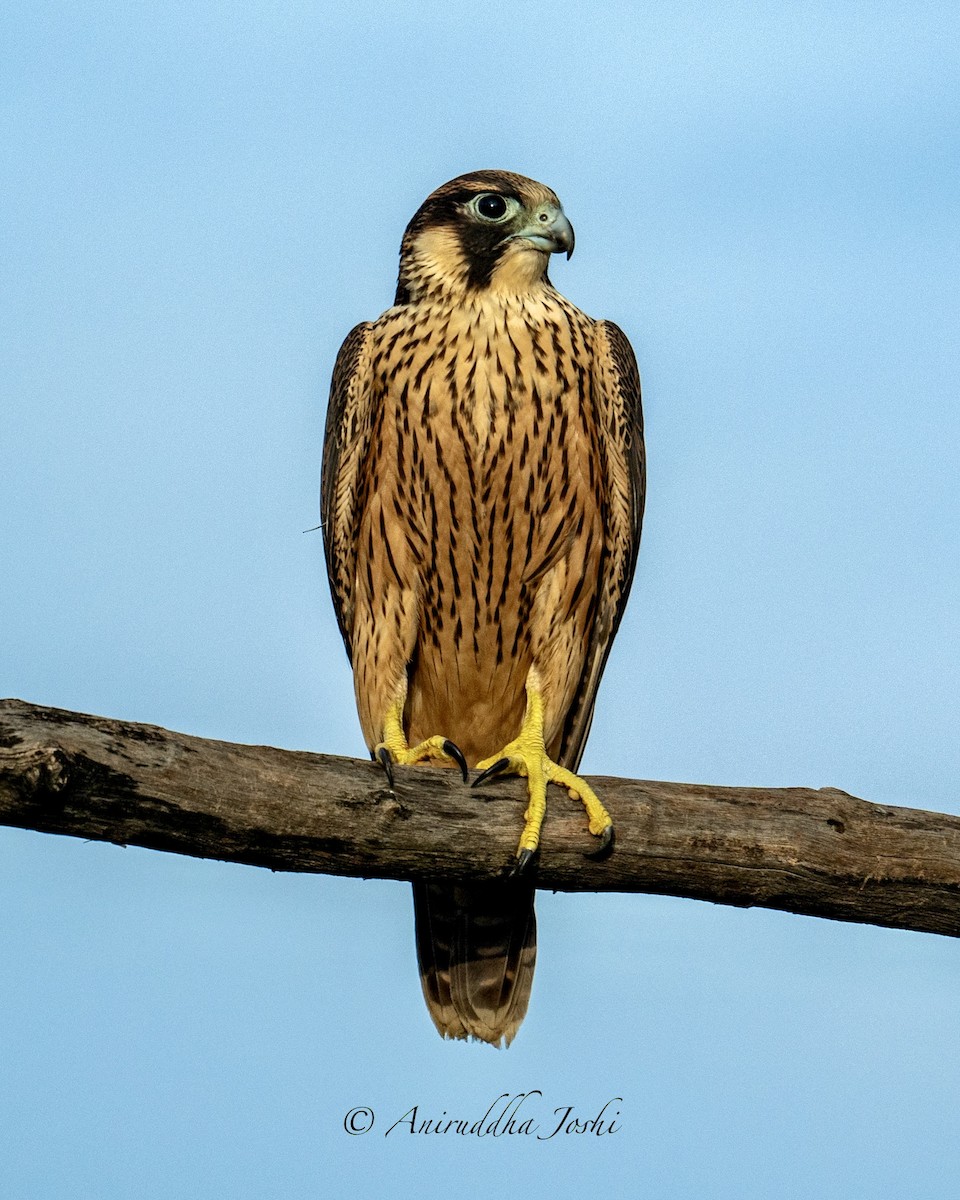 Peregrine Falcon (Shaheen) - ML620632676