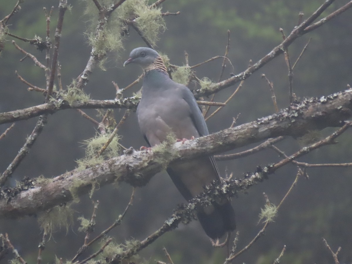 Ashy Wood-Pigeon - ML620632677