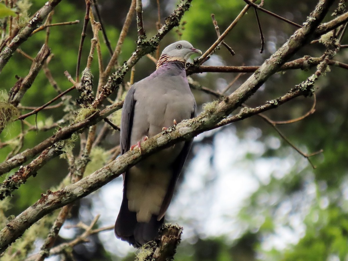 Ashy Wood-Pigeon - ML620632678