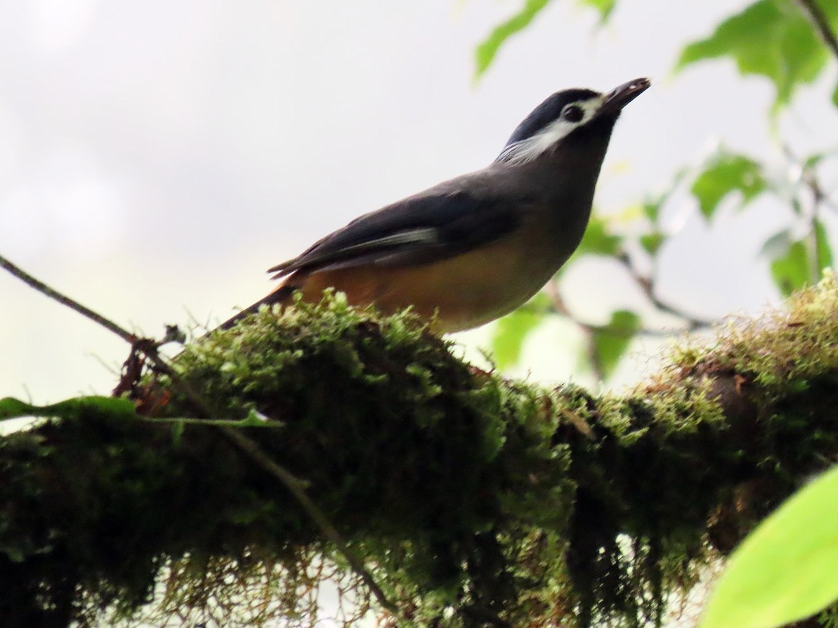 White-eared Sibia - ML620632682