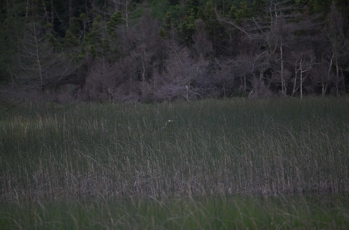 Great Blue Heron - ML620632686