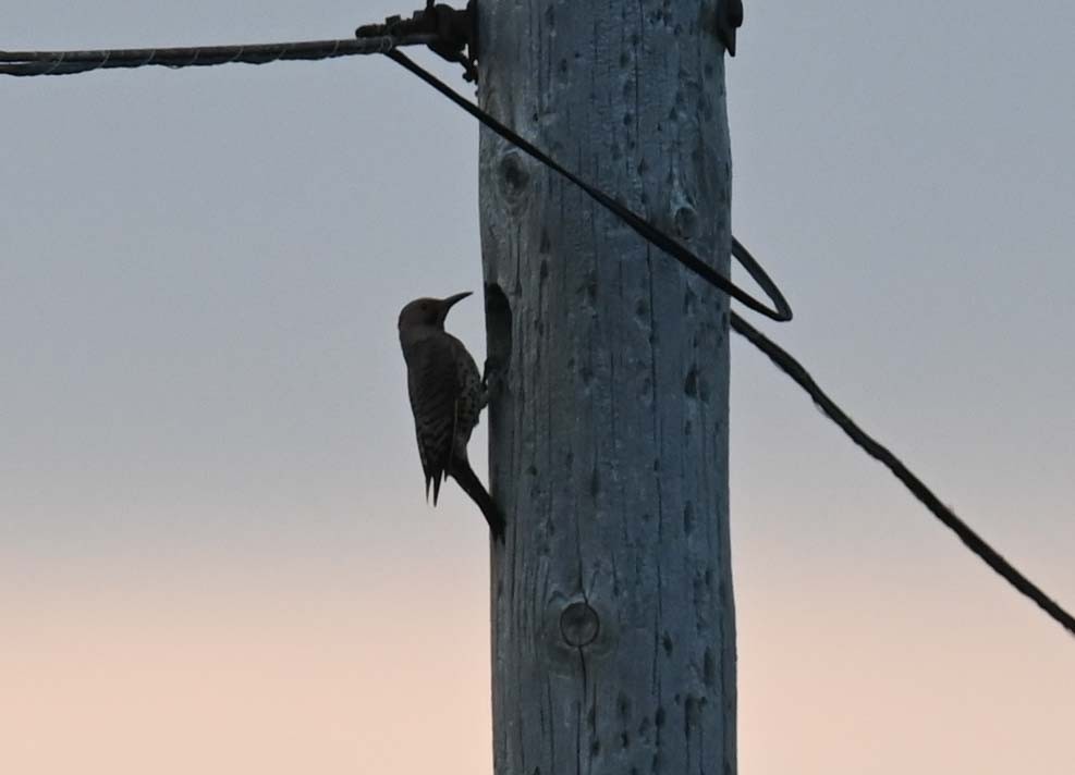 Northern Flicker (Yellow-shafted) - ML620632689