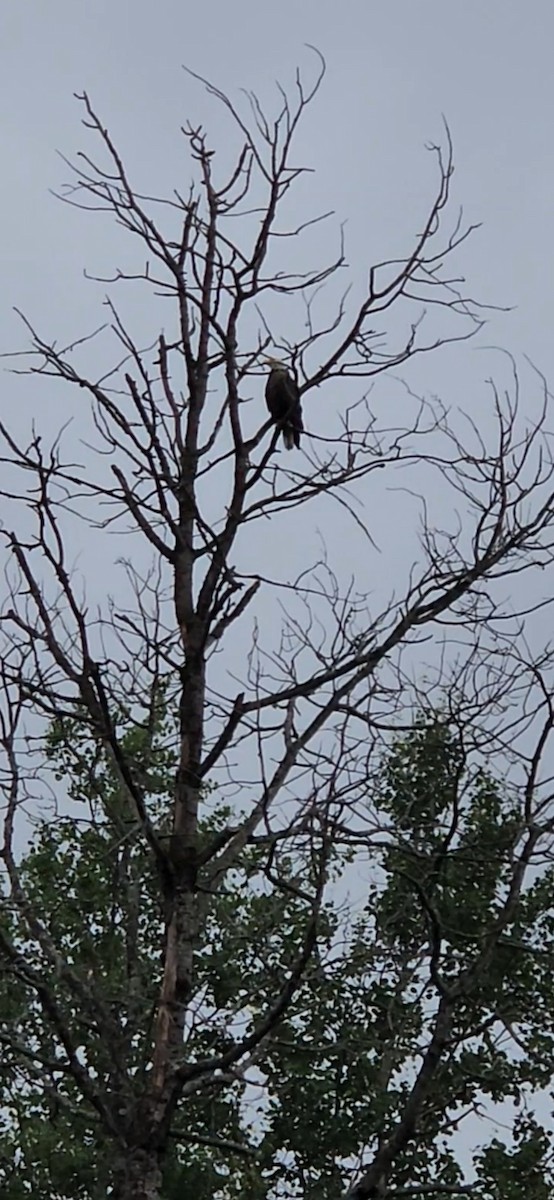 Bald Eagle - ML620632692