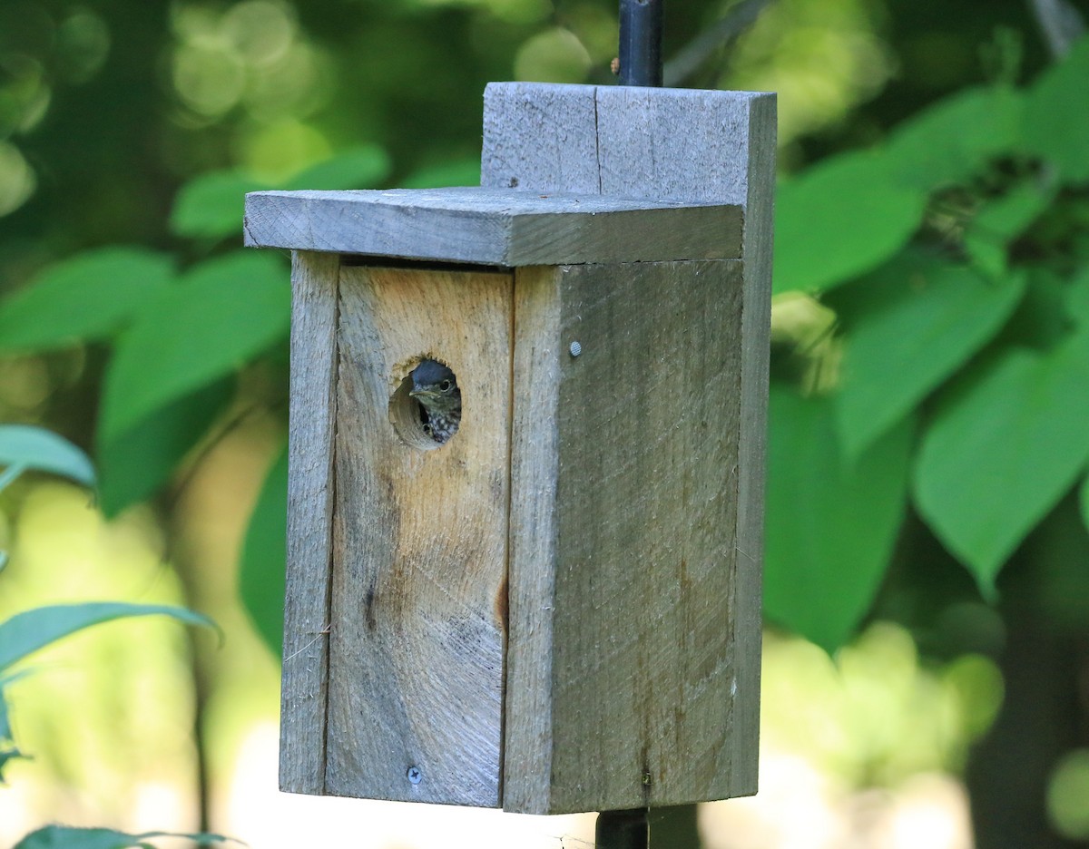 Eastern Bluebird - ML620632696