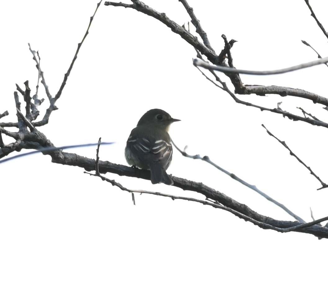 Yellow-bellied Flycatcher - ML620632697