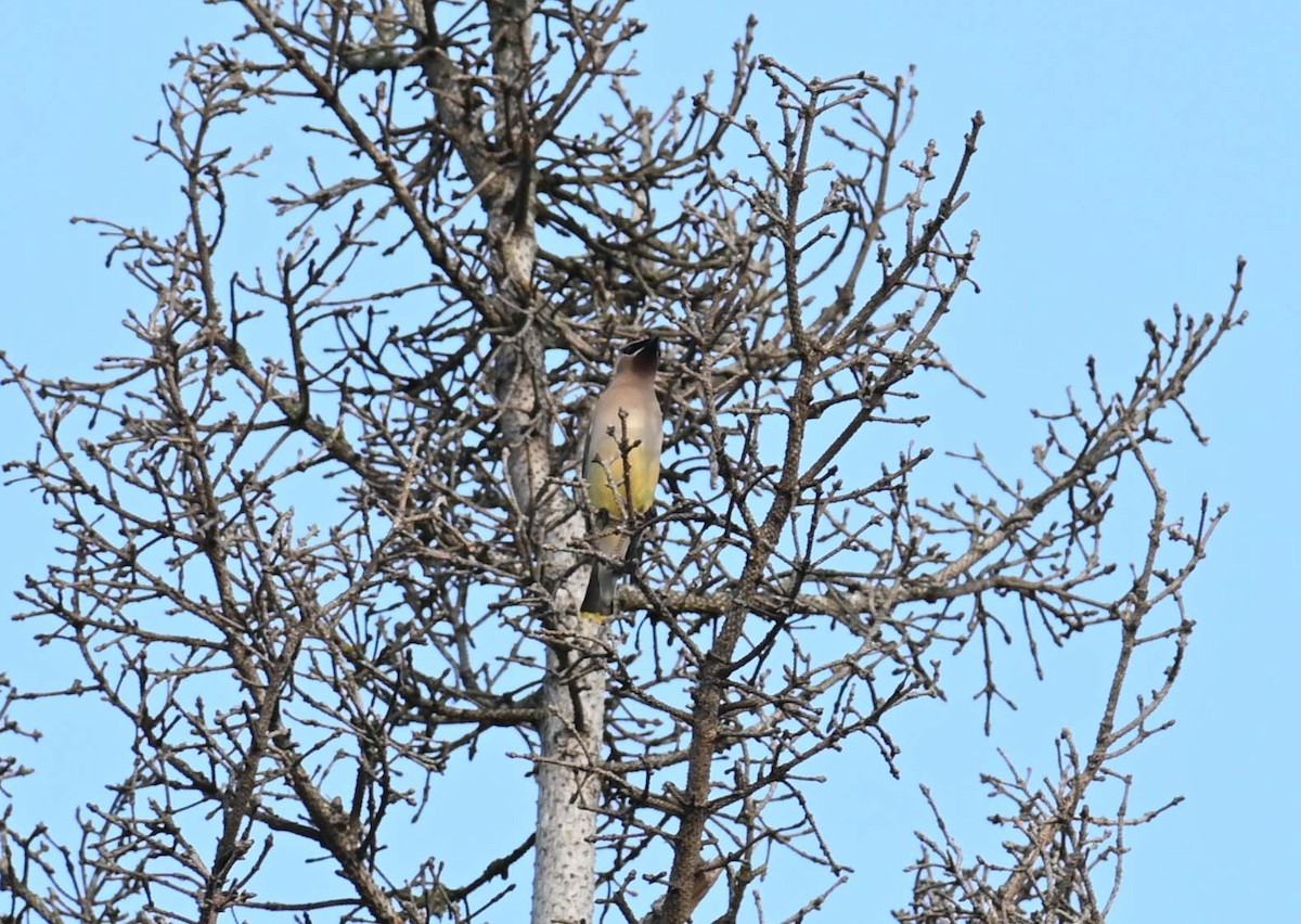 Cedar Waxwing - ML620632699