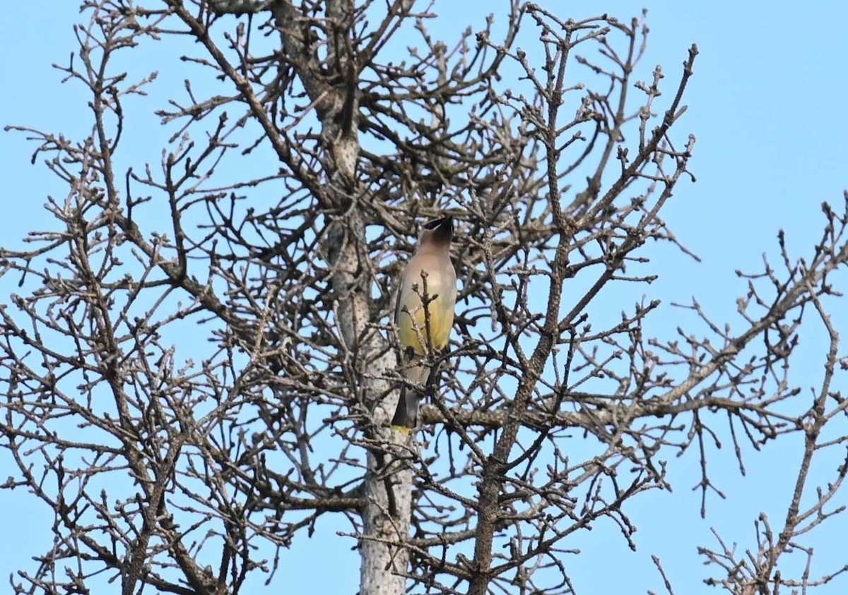 Cedar Waxwing - ML620632700