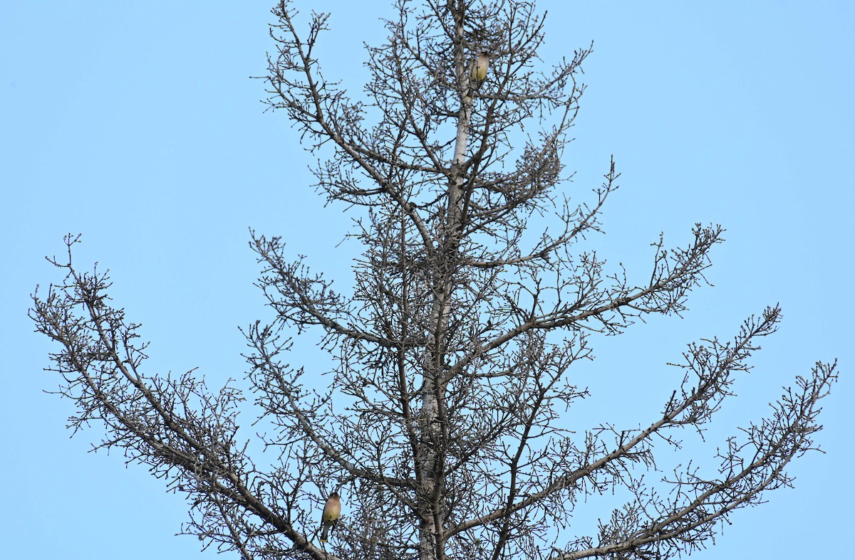 Cedar Waxwing - ML620632701