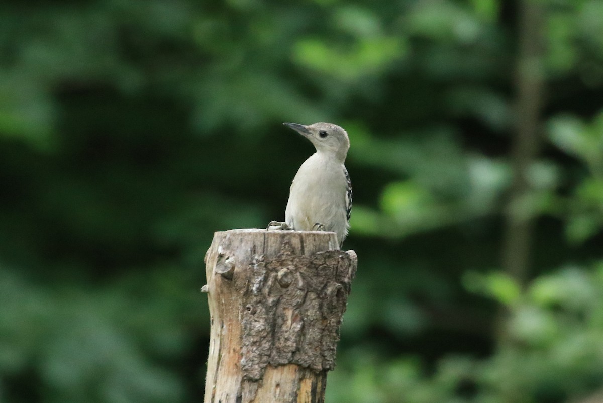 Red-bellied Woodpecker - ML620632702