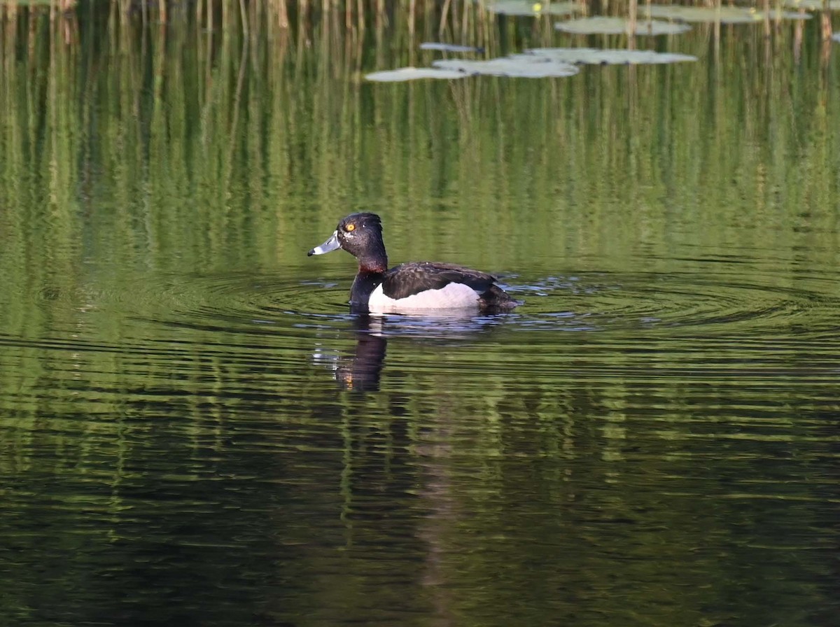 Ring-necked Duck - ML620632704