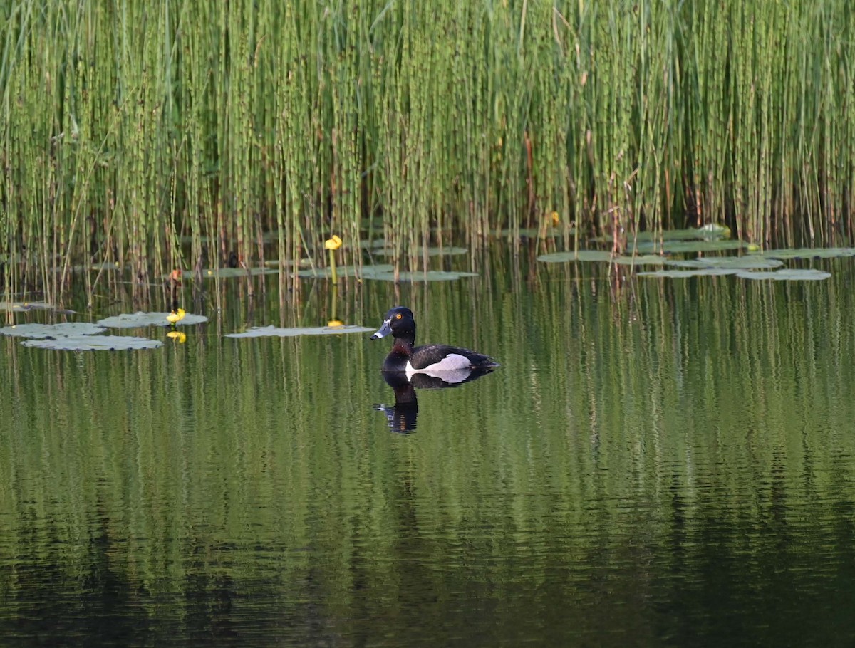 Ring-necked Duck - ML620632706