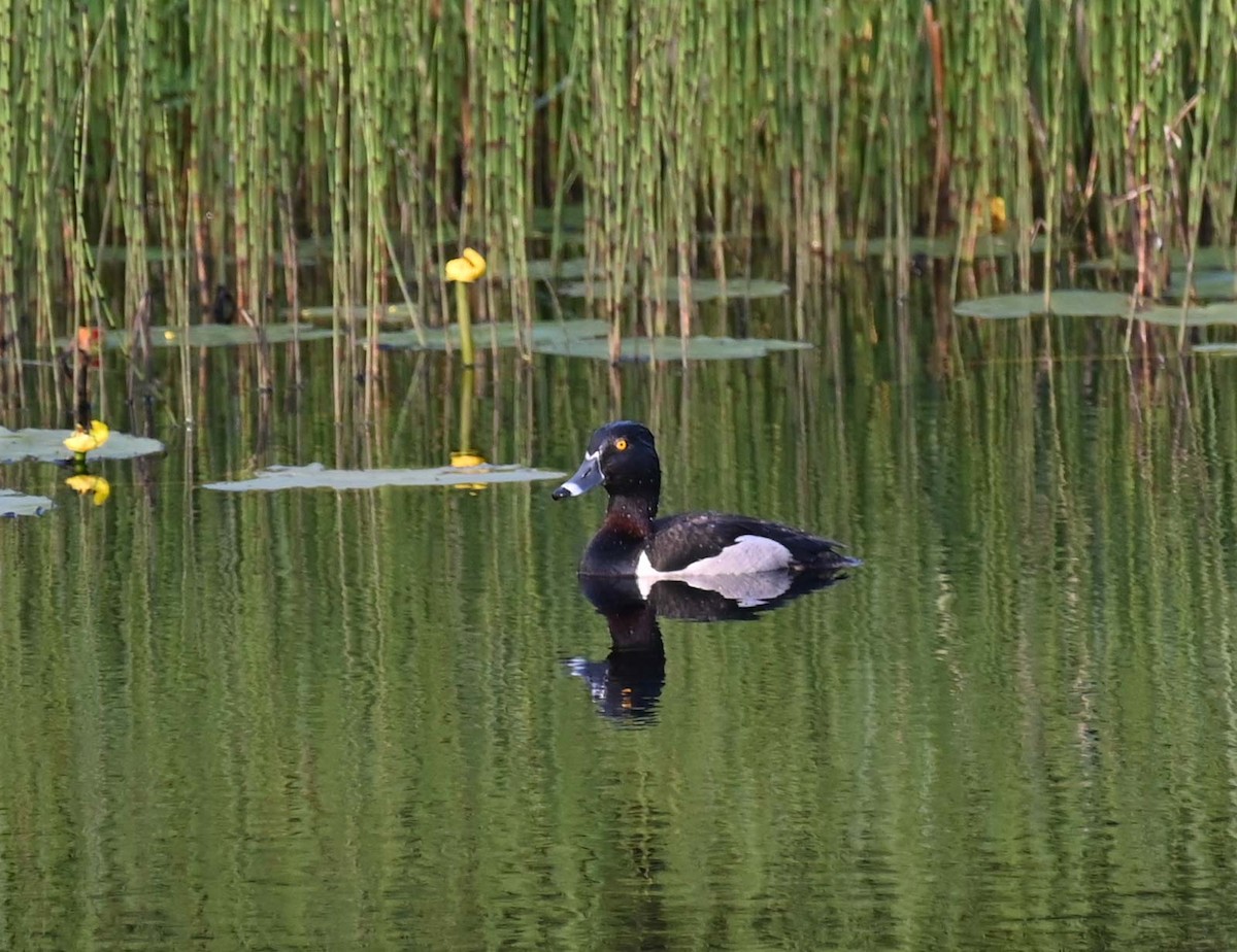 Ring-necked Duck - ML620632707