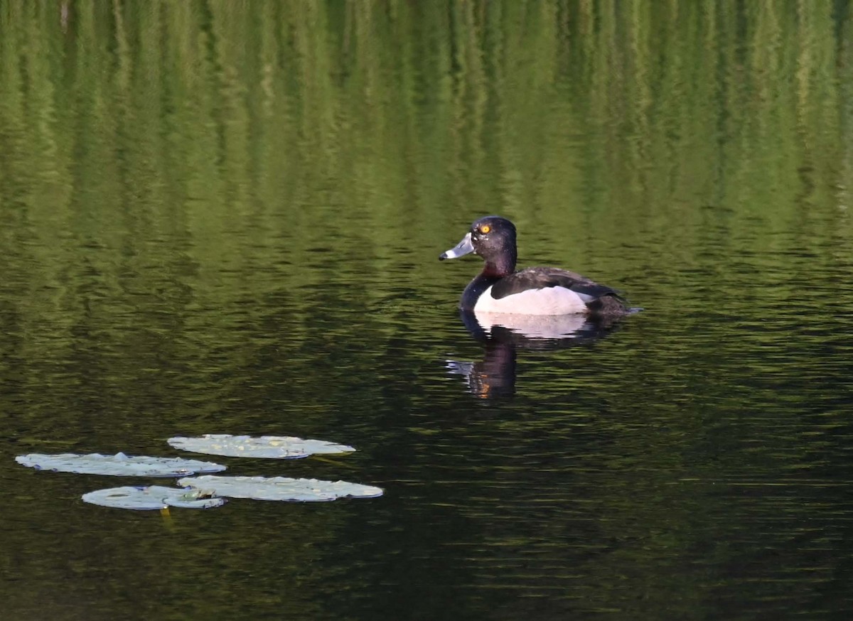 Ring-necked Duck - ML620632711