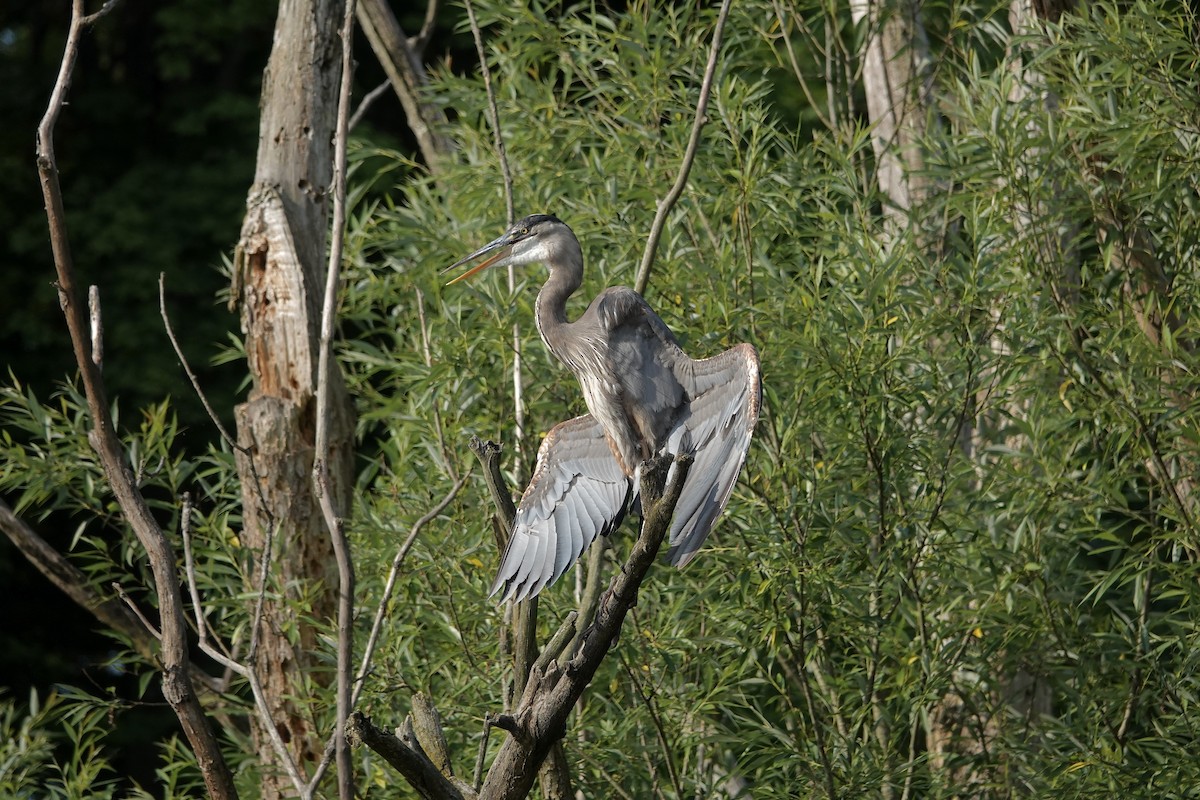 Great Blue Heron - Carol MacKenzie