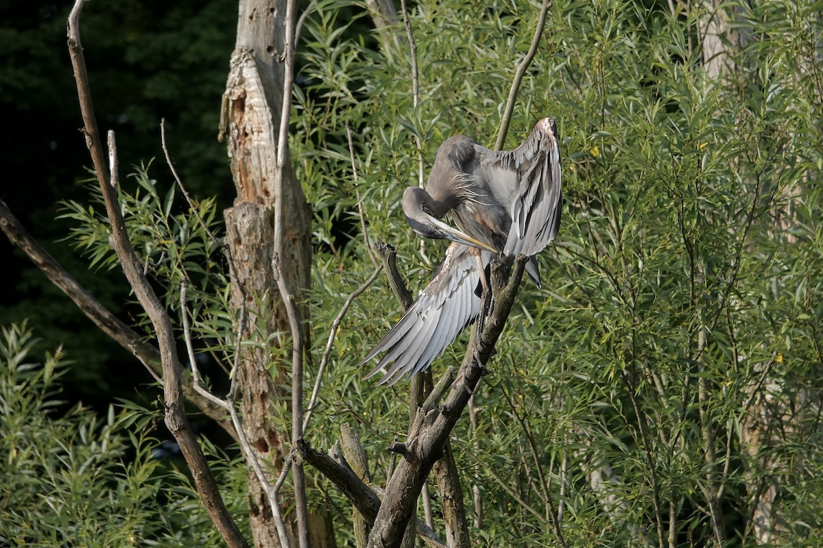 Great Blue Heron - ML620632715