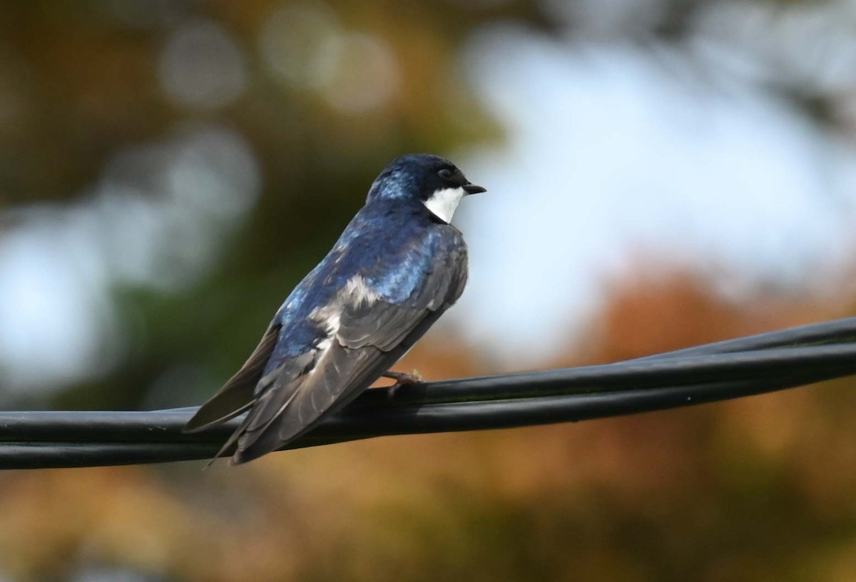 Golondrina Bicolor - ML620632719