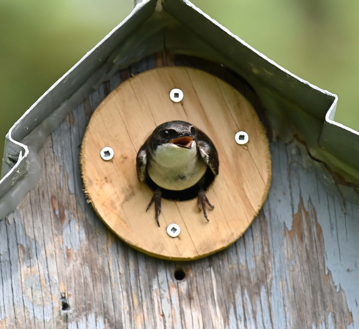 Tree Swallow - ML620632721