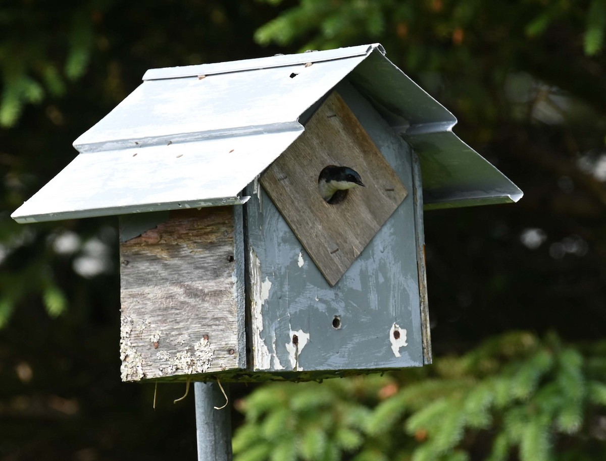 Tree Swallow - ML620632722