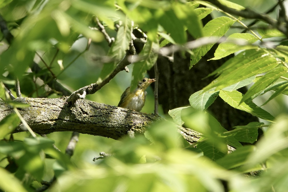 American Redstart - ML620632733