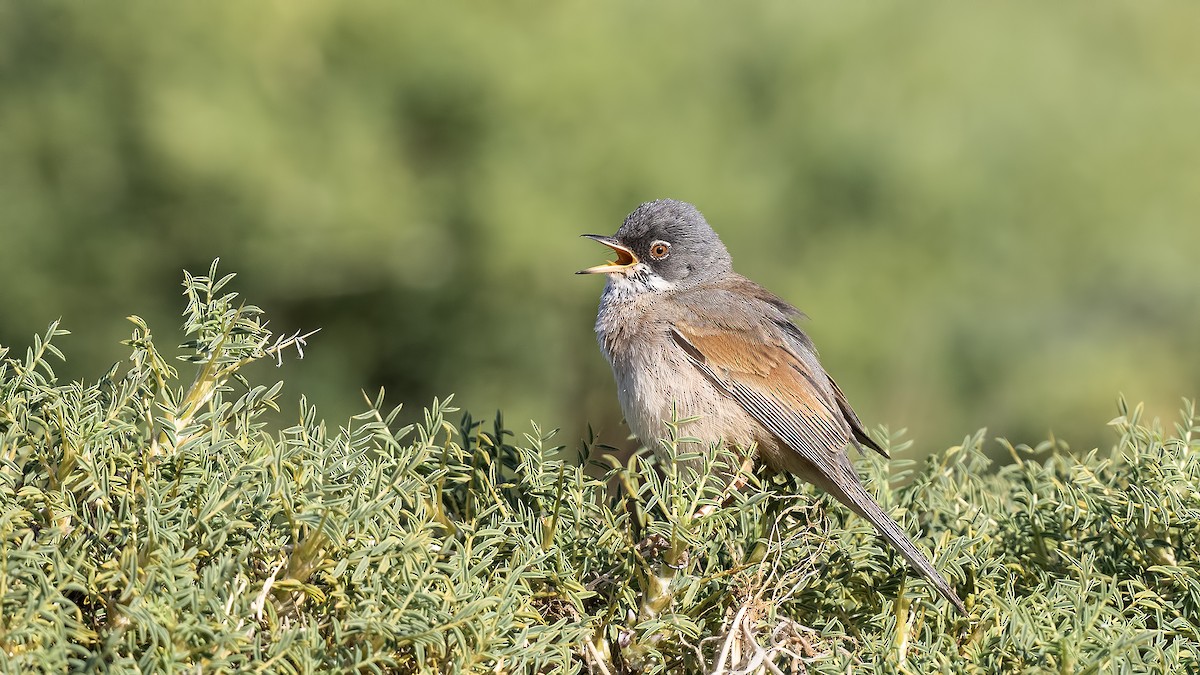 Spectacled Warbler - ML620632741