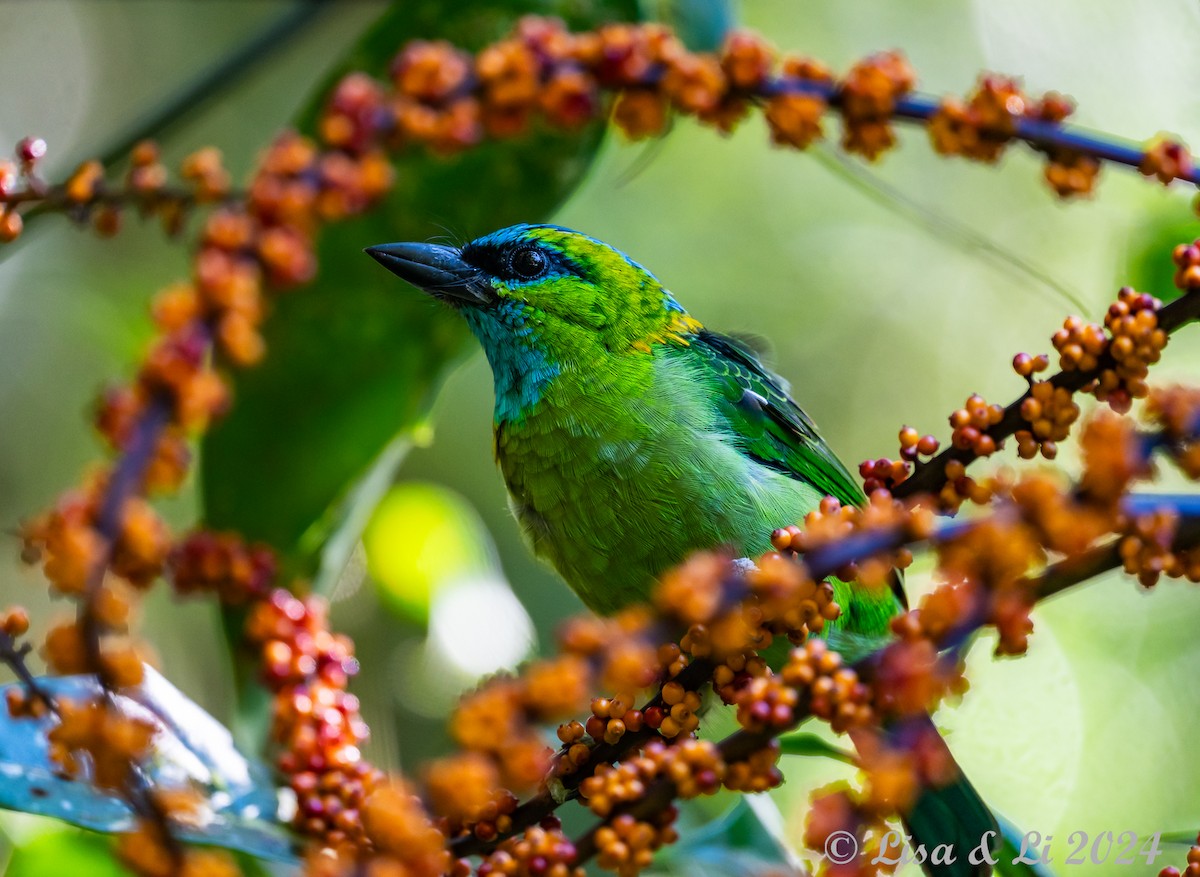 Golden-naped Barbet - ML620632742